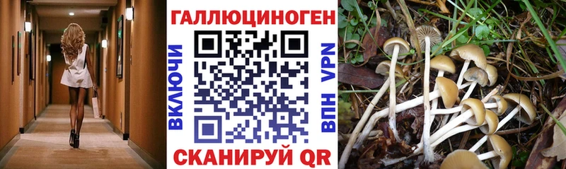 Купить закладки Качканар Псилоцибиновые грибы Psilocybe